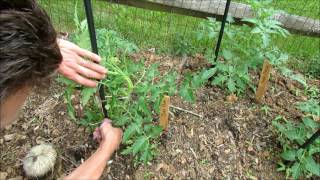 Pruning, Staking, Mulching & Fertilizing Tomatoes: Disease Barrier Pruning & 'Sucker' Identification