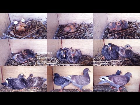 Video: Di Mana Anak-anak Burung Merpati Bersembunyi?