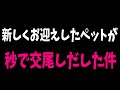 世界一美しいクワガタ！をペアでお迎えしたら秒で交尾をしだしたんだがｗｗ