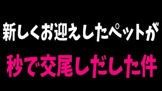 世界一美しいクワガタ！をペアでお迎えしたら秒で交尾をしだしたんだがｗｗ