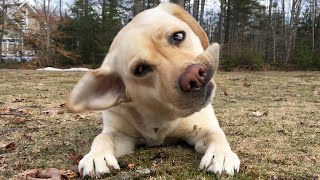 The Sounds Of Stella