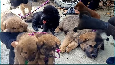 tuyên khánh I đi chợ bắc hà mua chó đẹp và rẻ I Cuộc sống con người vùng cao.