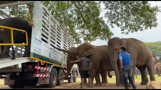 Dok Koon has arrived to a welcoming committee at ENP Welcome home sweet girl 🐘 - EleFlix