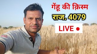 गेंहू की उन्नत क़िस्म राज 4079 लाइव | गेहूँ की खेती Variety of Wheat