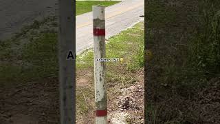 Wow 😱 look at this soft shell turtle that was In the road by our house! #wow #newvideo screenshot 4