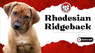 Unleash The Fun Facts: Rhodesian Ridgeback Puppies