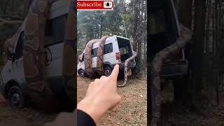 Anaconda Big in car #Anaconda #big #incar Anaconda Big in car #Anaconda #big #incar