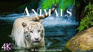 Animals Of The World 4K - 4K Scenic Relaxation Film With Inspiring Cinematic Music