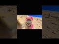 الذكاء الاصطناعي قرود الطائف قرود ابها الذكاء الاصطناعي قرود الطائف قرود ابها