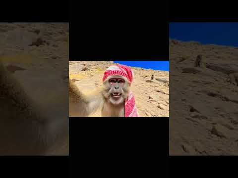 الذكاء الاصطناعي قرود الطائف قرود ابها