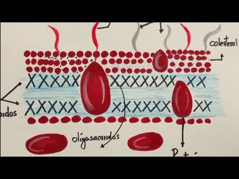 como dibujar la membrana plasmatica, facil y sencillo - thptnganamst.edu.vn