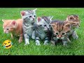 CATS FUNNY CUTE VIDEOS 🐾 937