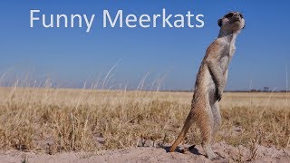 Funny Animals - cute baby meerkats struggle to stay awake.