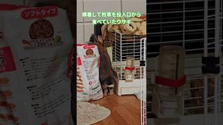 横着して牧草を投入口から食べていたウサギ　#shorts #redbone  #comeandgetyourlove