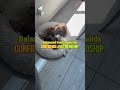 Transform Your Dog's Behavior with Calm Training Techniques #DogTrainingTips #BarkBusters