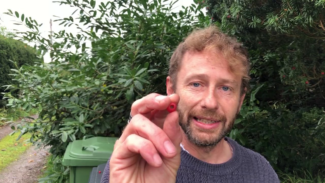 Garden berries and fruits in October