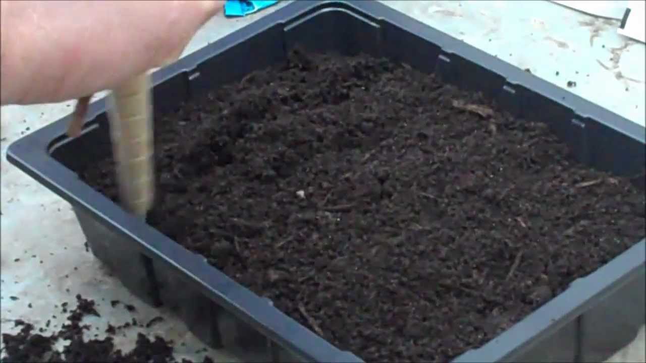 Grow your own tomatoes - Sowing Tomato Seeds