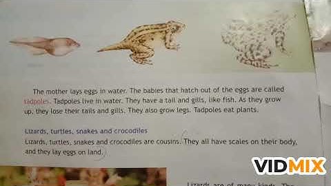 Ch 9 Junior Science Animals That Have Bones (partII)