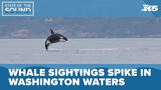 Whale sightings spike in Washington’s waters