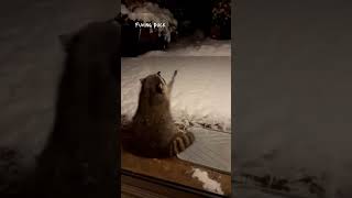 He loves to catch snowflakes ❄ 🙄 #snow #snowflakes #racoon #sweet #cuteanimals #cute #fypシ