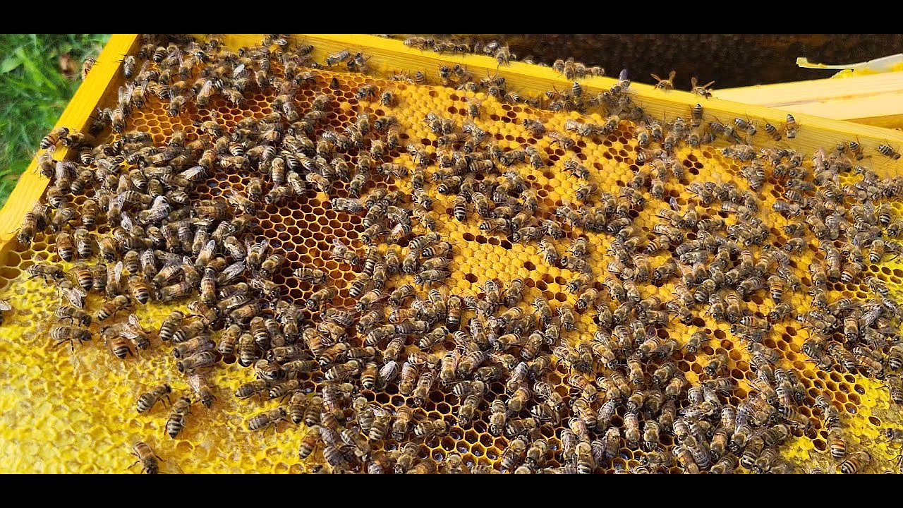 Pasieka Pszczoły Koniec Sierpnia 24r Ułożenie Gniazda 4K