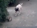 Köpeğin saldırısı