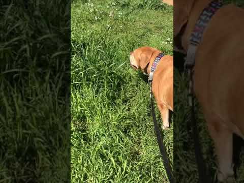 Video: Պոգոնիպ շունը ընկերասեր է: