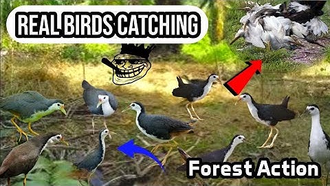Forest Action – Real Birds_Catching🕊️🕊️#ruakruakking #sabscribe now 🔔