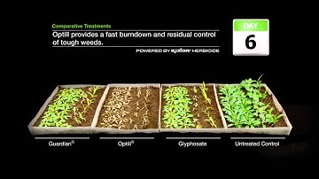 Optill Timelapse | BASF