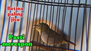 Pleci betina birahi ngeciran memanggil jantan