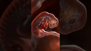 1-9 month of  Pregnancy|Fetal development|#babyinwomb|#shorts