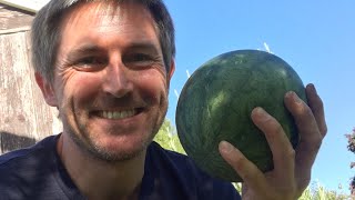 Ant’s Allotment - Harvesting Sugar Baby watermelons in the UK