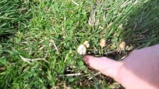 Finding liberty Caps