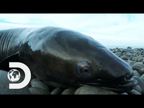 Video: River eel fish: varieties, origin and lifestyle
