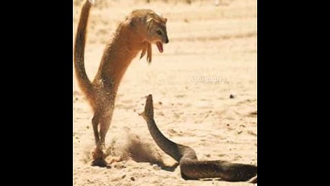Mongoose VS Cobra ||नेवला सांप की लड़ाई #shorts#snake #youtubeshorts
