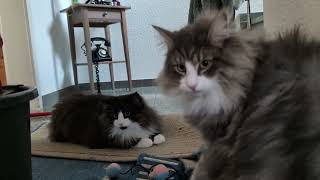 Norwegian Forest Cat: Eddie & Odin Indoor Games by Norsk Skogskatt TV 1,408 views 1 month ago 3 minutes, 1 second