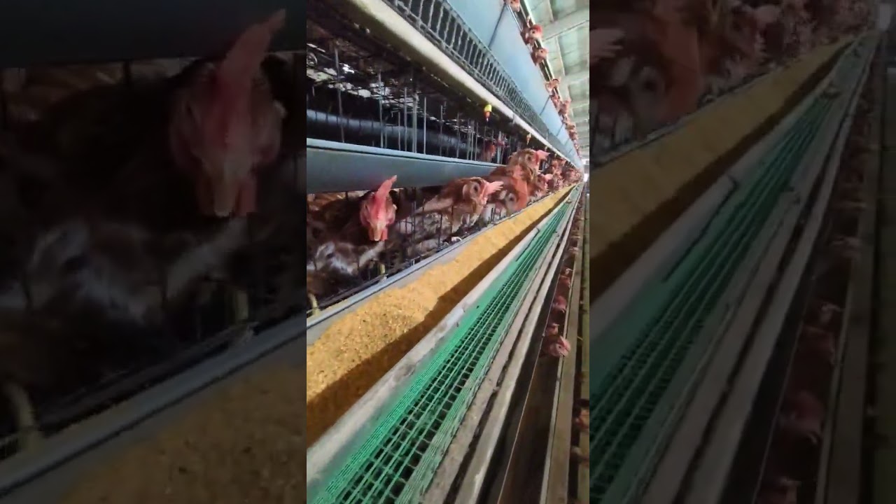 emuページ（他の方はご購入をご遠慮ください） 養鶏場の裏側公開】鶏たちにきちんとエサを与えるための修繕をする
