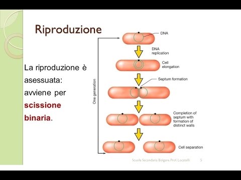 Video: Come si riproducono i batteri per fissione binaria?