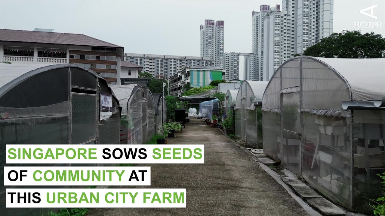 Singapore sows seeds of community at the City Sprouts Farm in the heart of the city