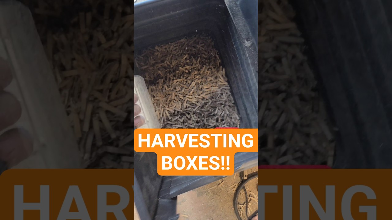 Мульча из картона!! 