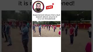 Bull Doesnt Attack Anyone If It Is Not Threatened