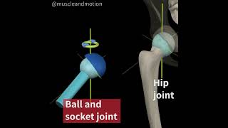 TYPES OF SYNOVIAL JOINTS: BALL AND SOCKET🦵🏼