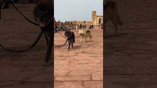 Wolfdogadventure  Morocco  Wolfdogs in Essaouira #wolfdogadventure #essaouira #morocco #shorts