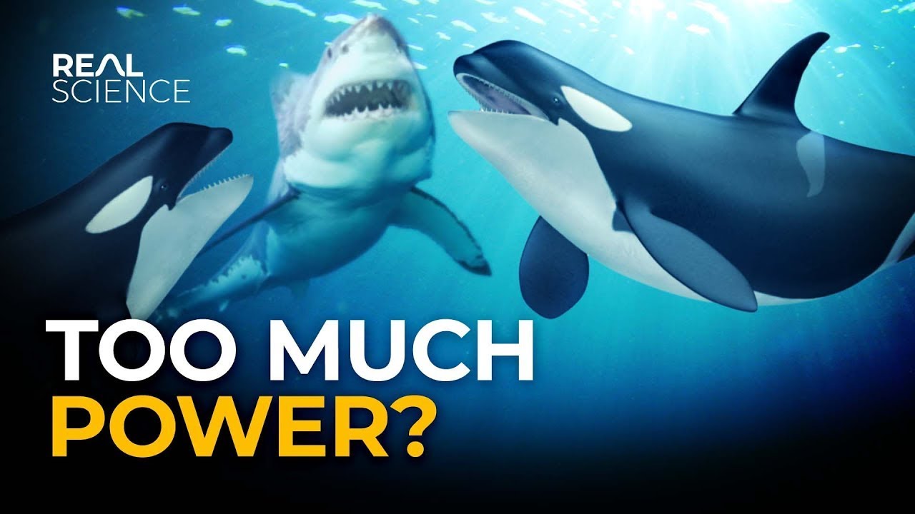 The Orca's Crazy Biology | National Geographic Kids