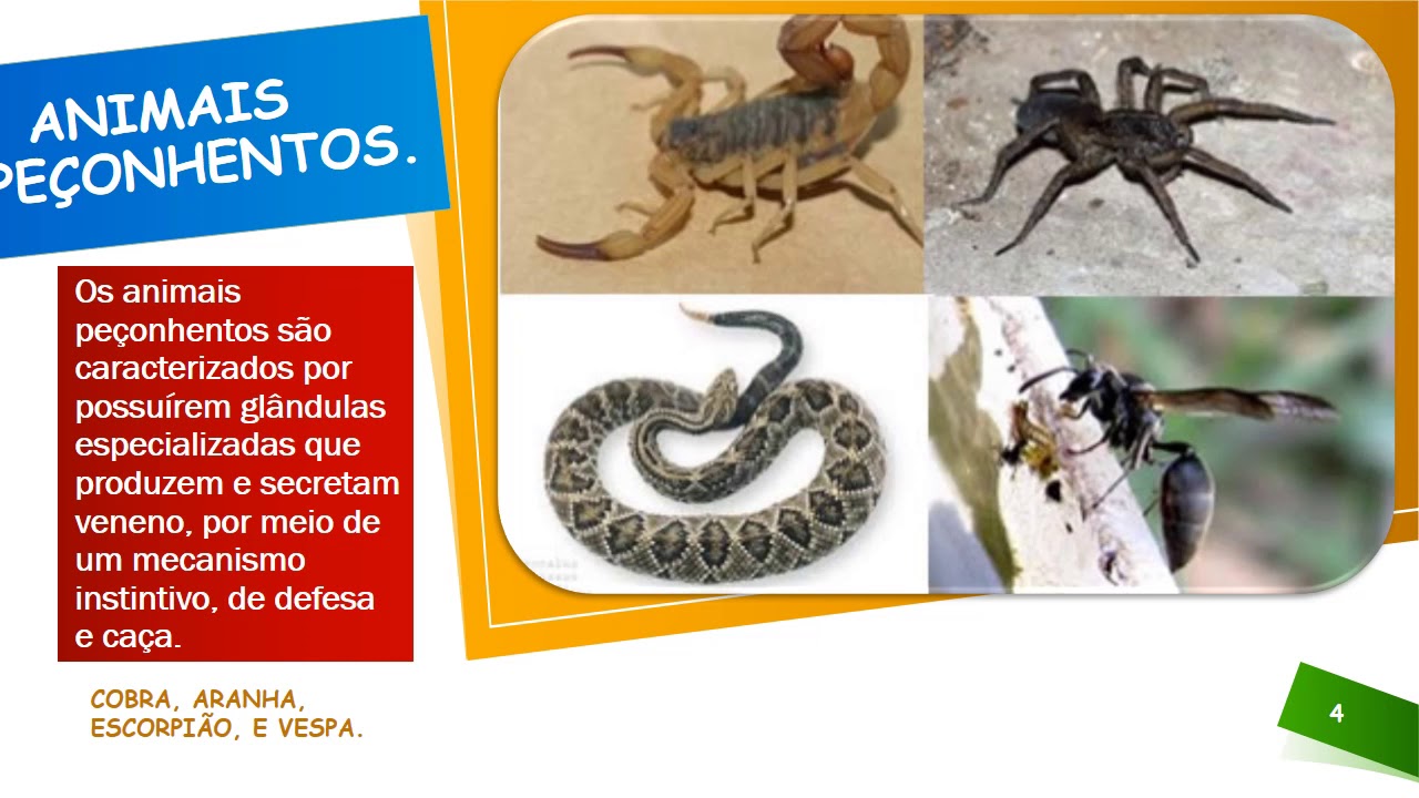 Diferença Entre Animais Peçonhentos E Venenosos - BINKEDU
