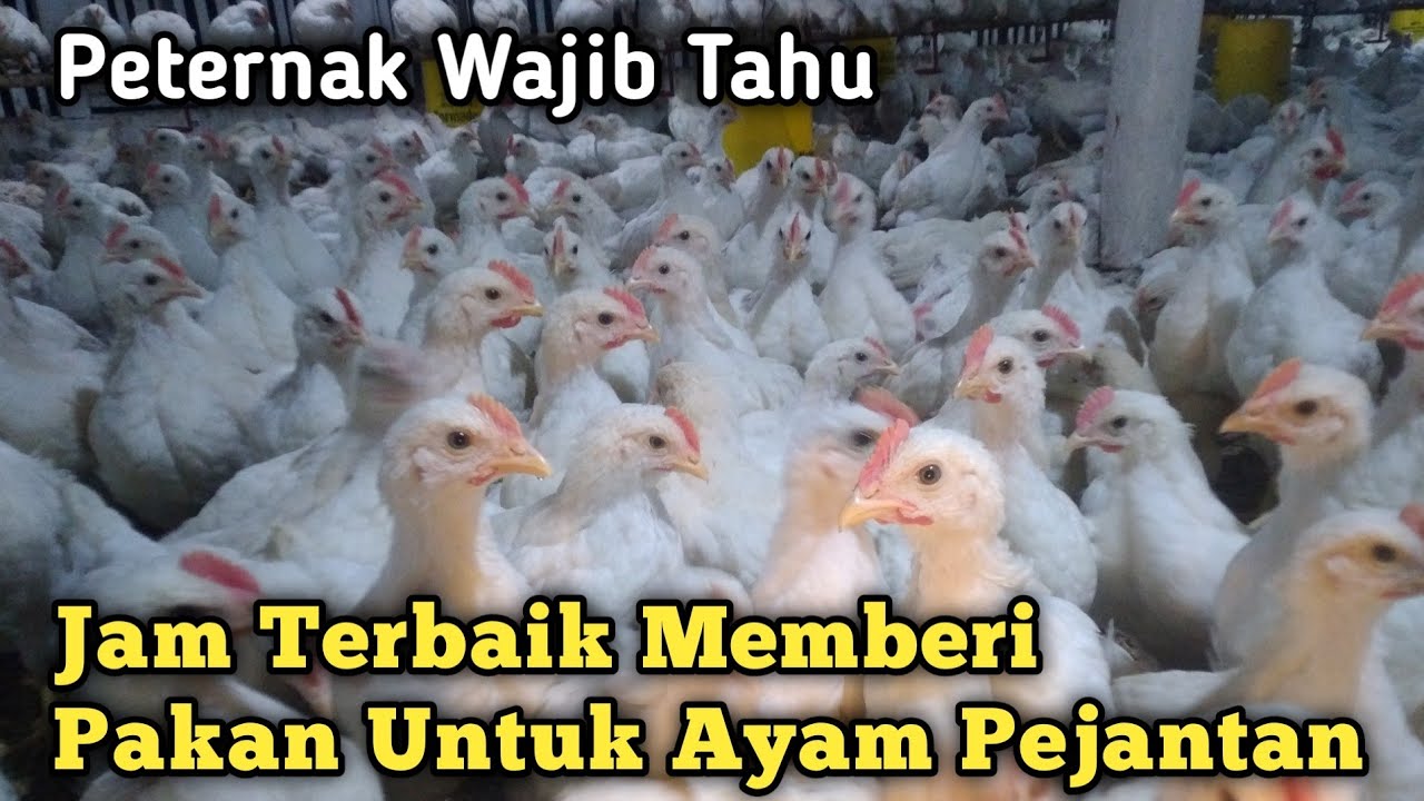 Inilah Waktu Terbaik Memberi Pakan Untuk Ayam Pejantan