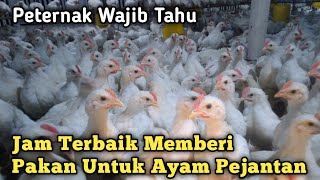 Inilah Waktu Terbaik Memberi Pakan Untuk Ayam Pejantan