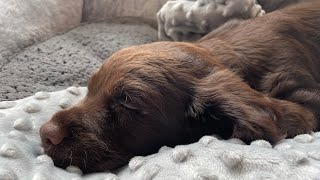 First 24 hours with our 8 week old Cocker Spaniel