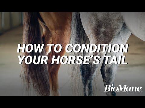 How To Properly Condition Your Horse&rsquo;s Tail