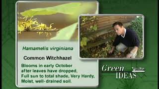 Plant Selection - Common Witchhazel